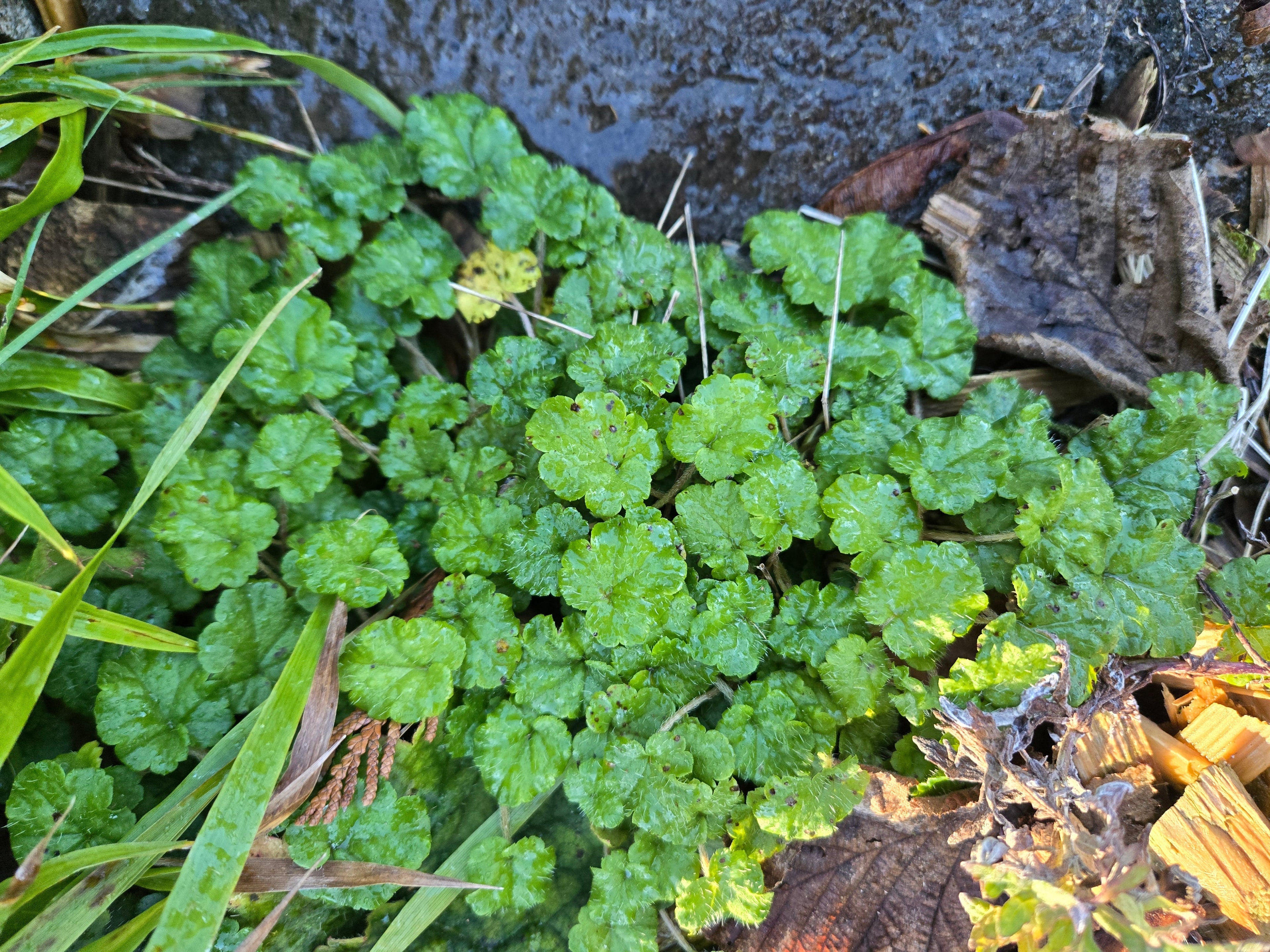 Brewerimitella ovalis