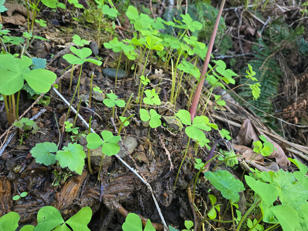 Oxalis trilliifolia
