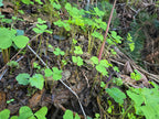 Oxalis trilliifolia
