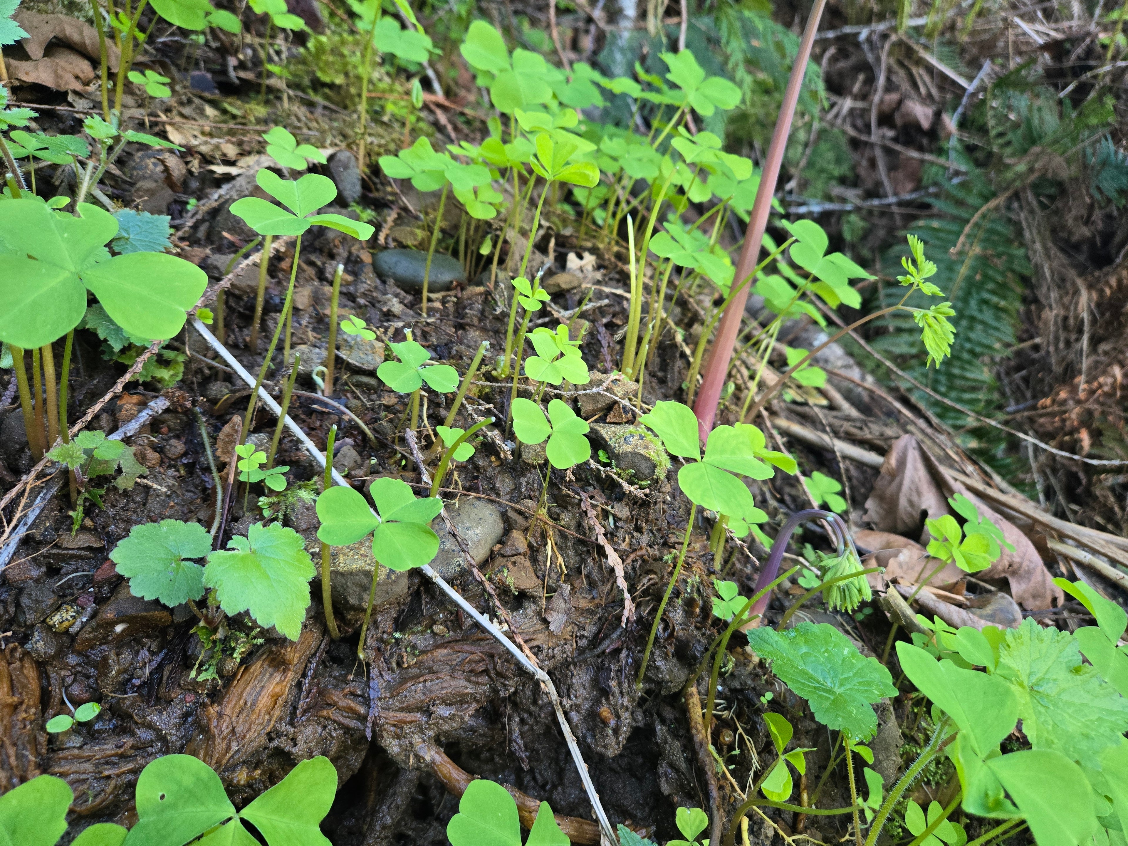 Oxalis trilliifolia