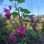 Ribes malvaceum