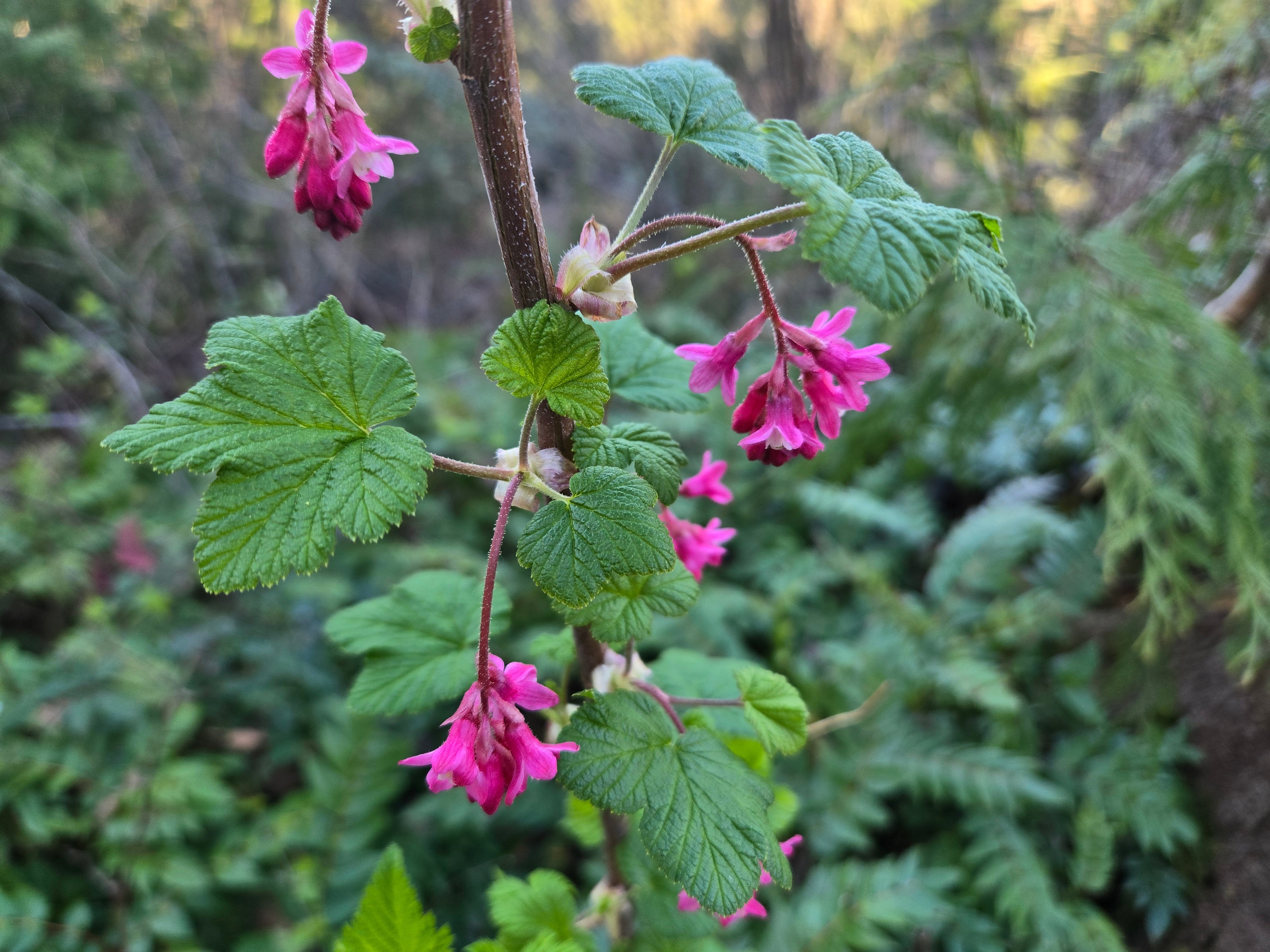 Ribes malvaceum