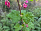 Ribes malvaceum