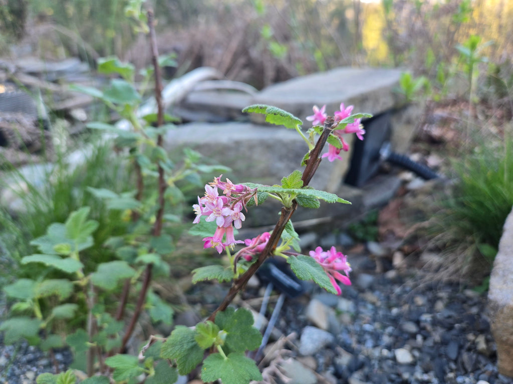 Ribes malvaceum