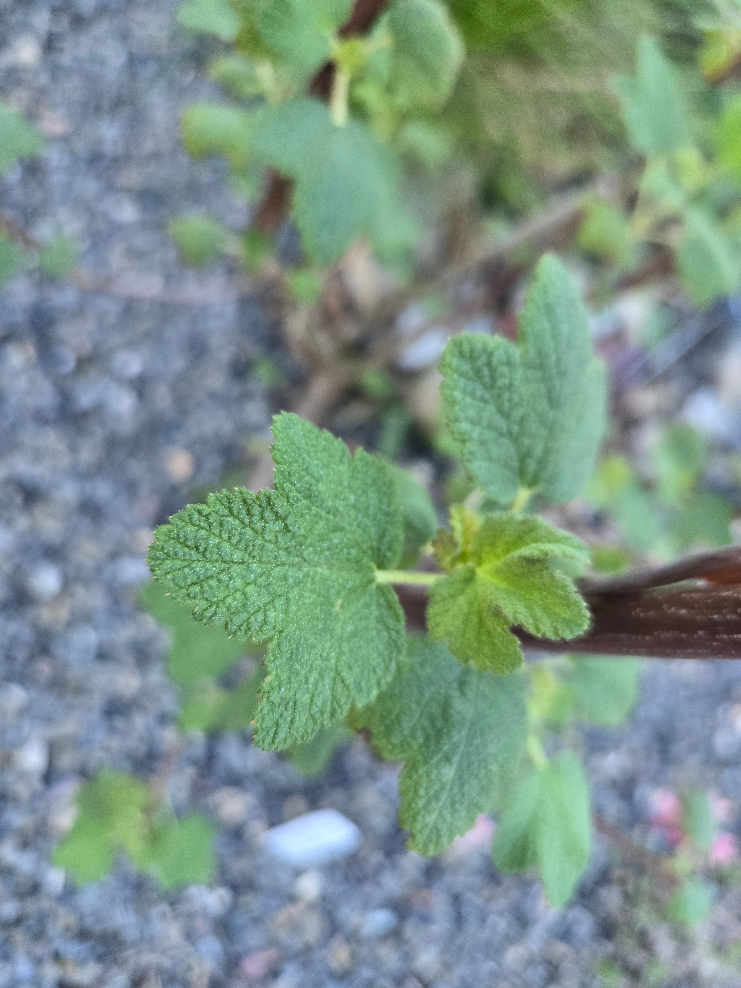 Ribes malvaceum