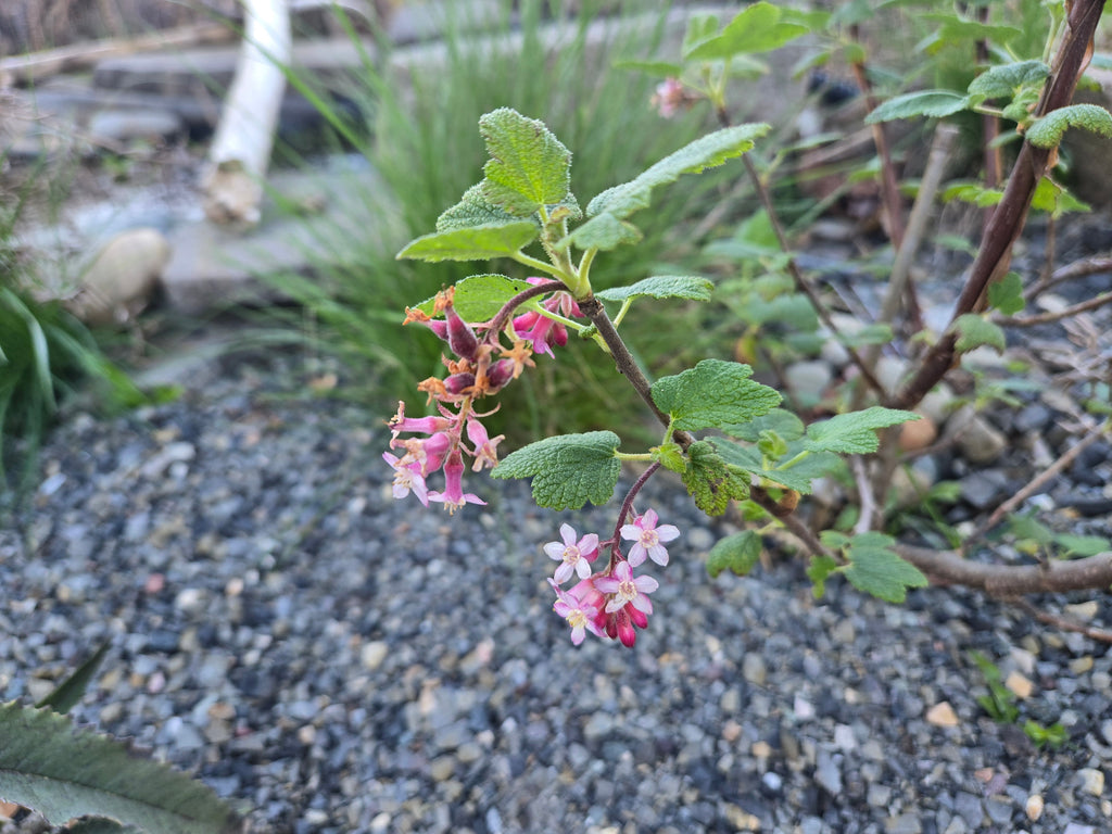 Ribes malvaceum