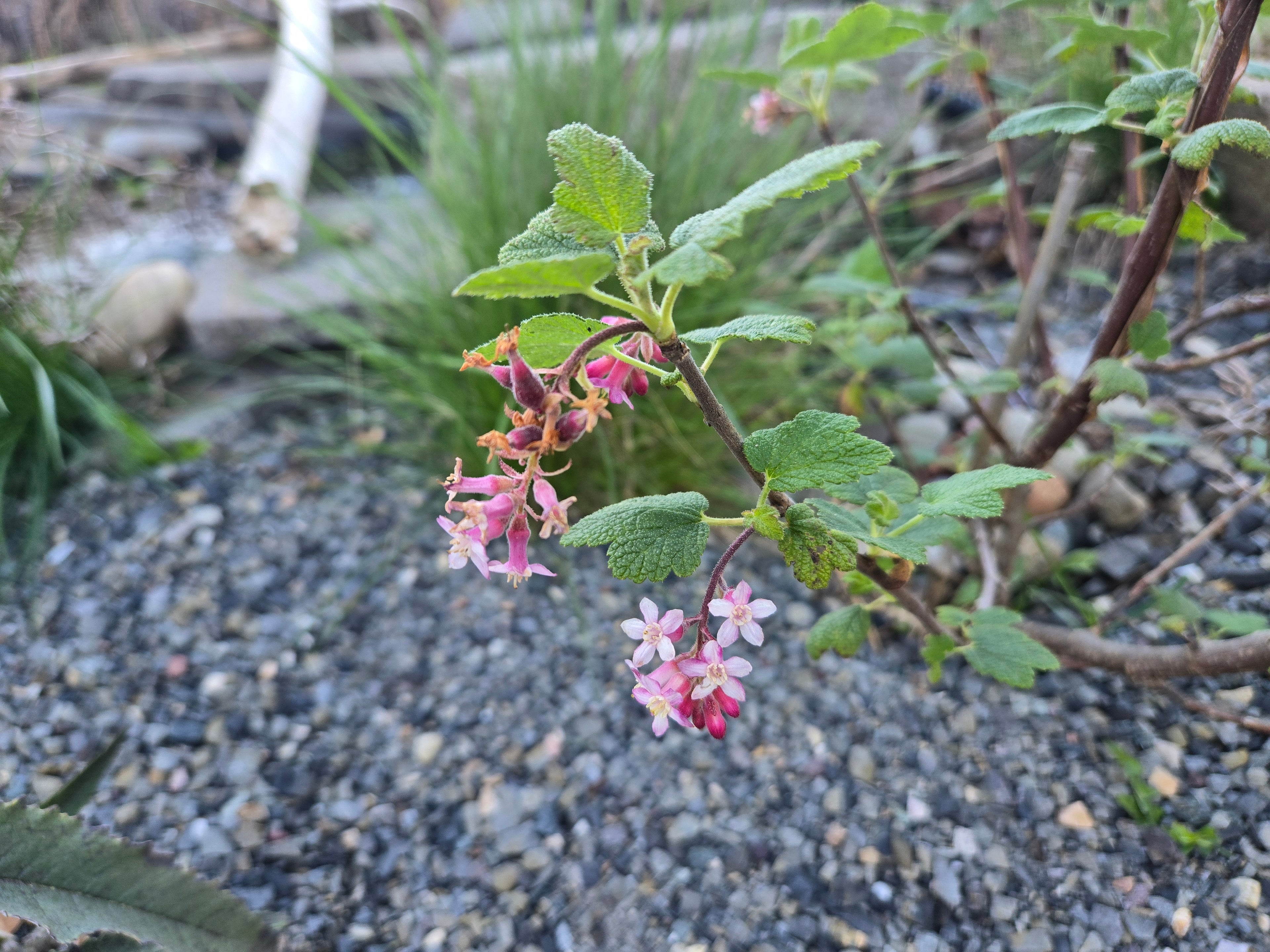 Ribes malvaceum