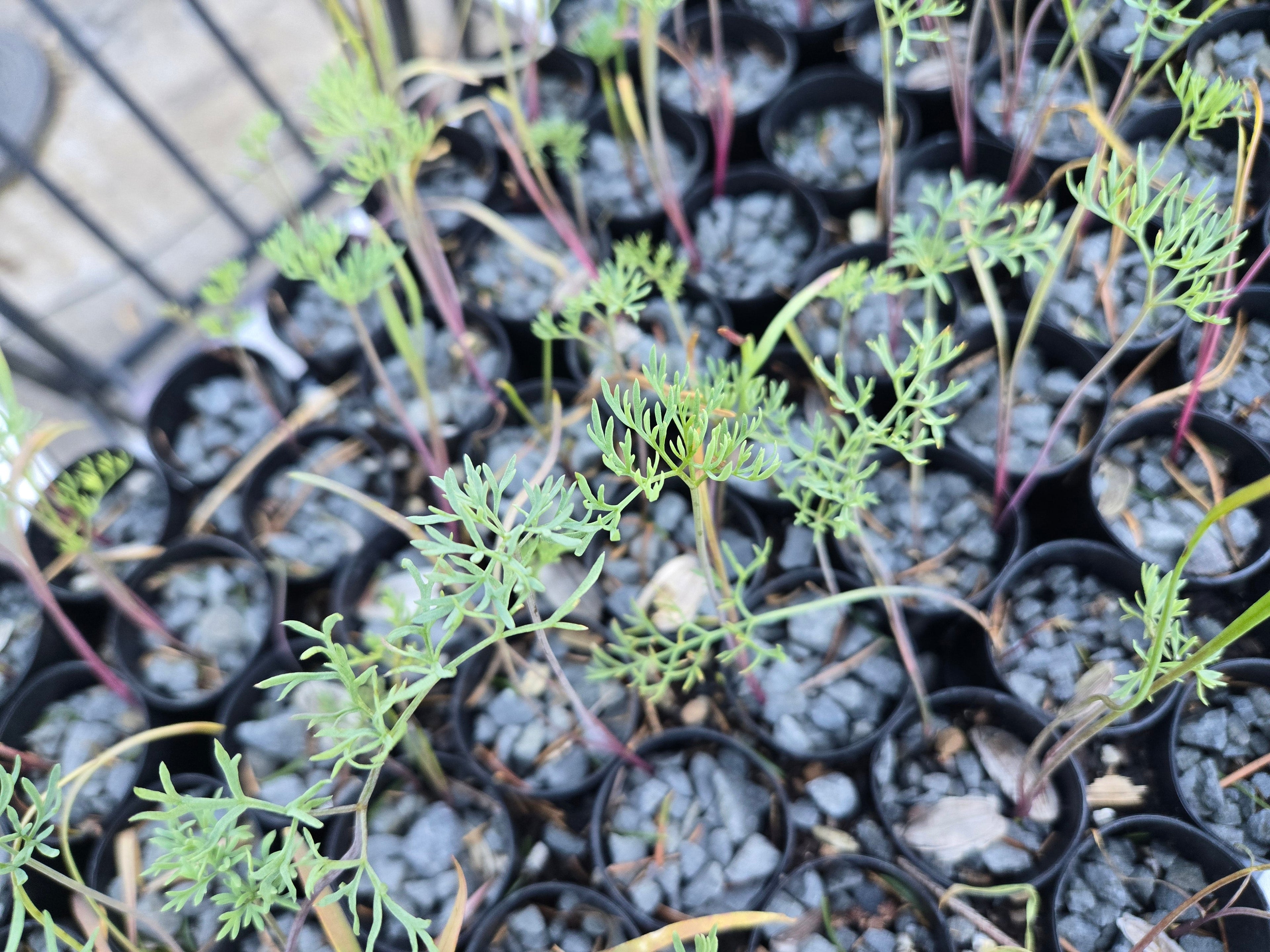 Lomatium columbianum