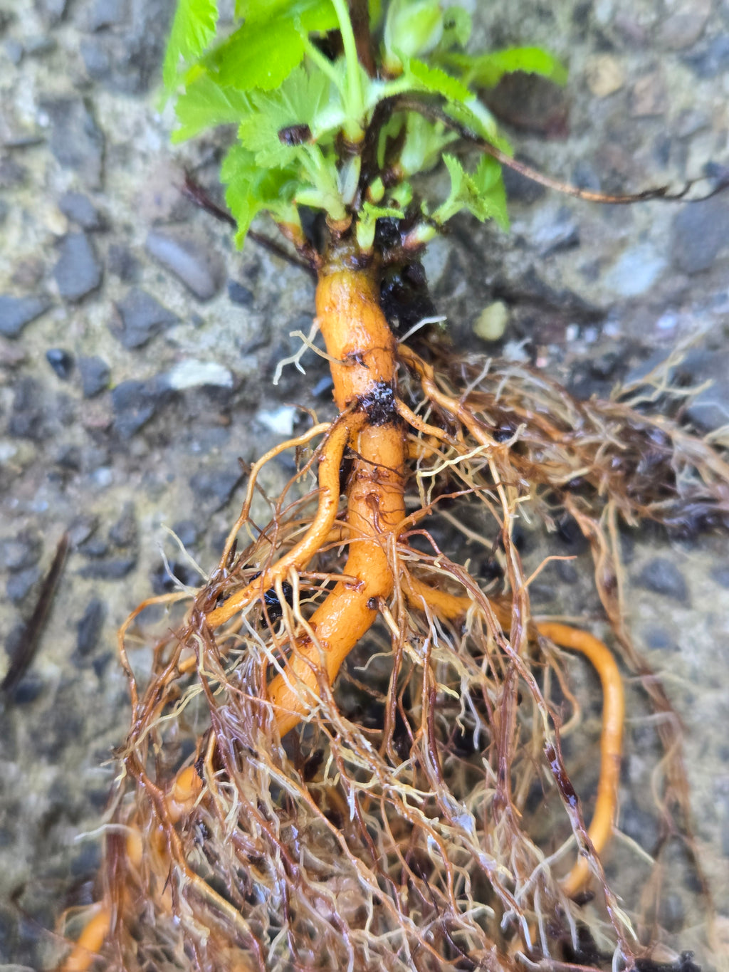 Ribes nevadense