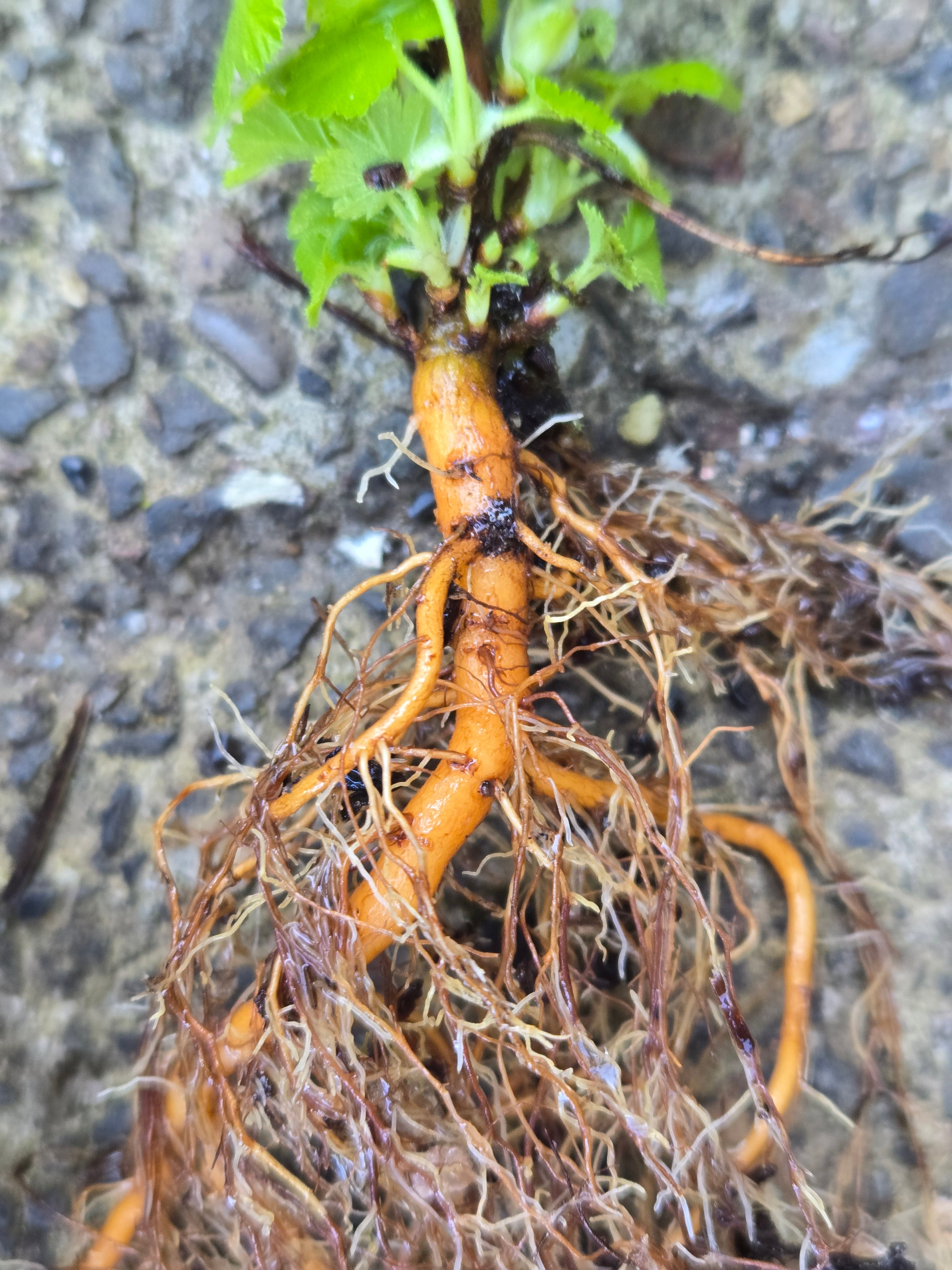 Ribes nevadense