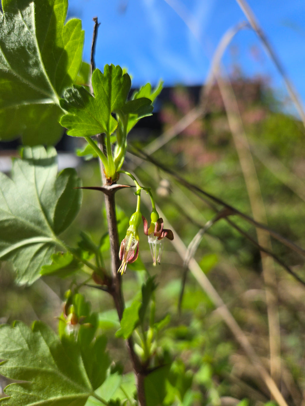 Ribes divaricatum