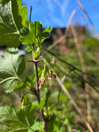 Ribes divaricatum