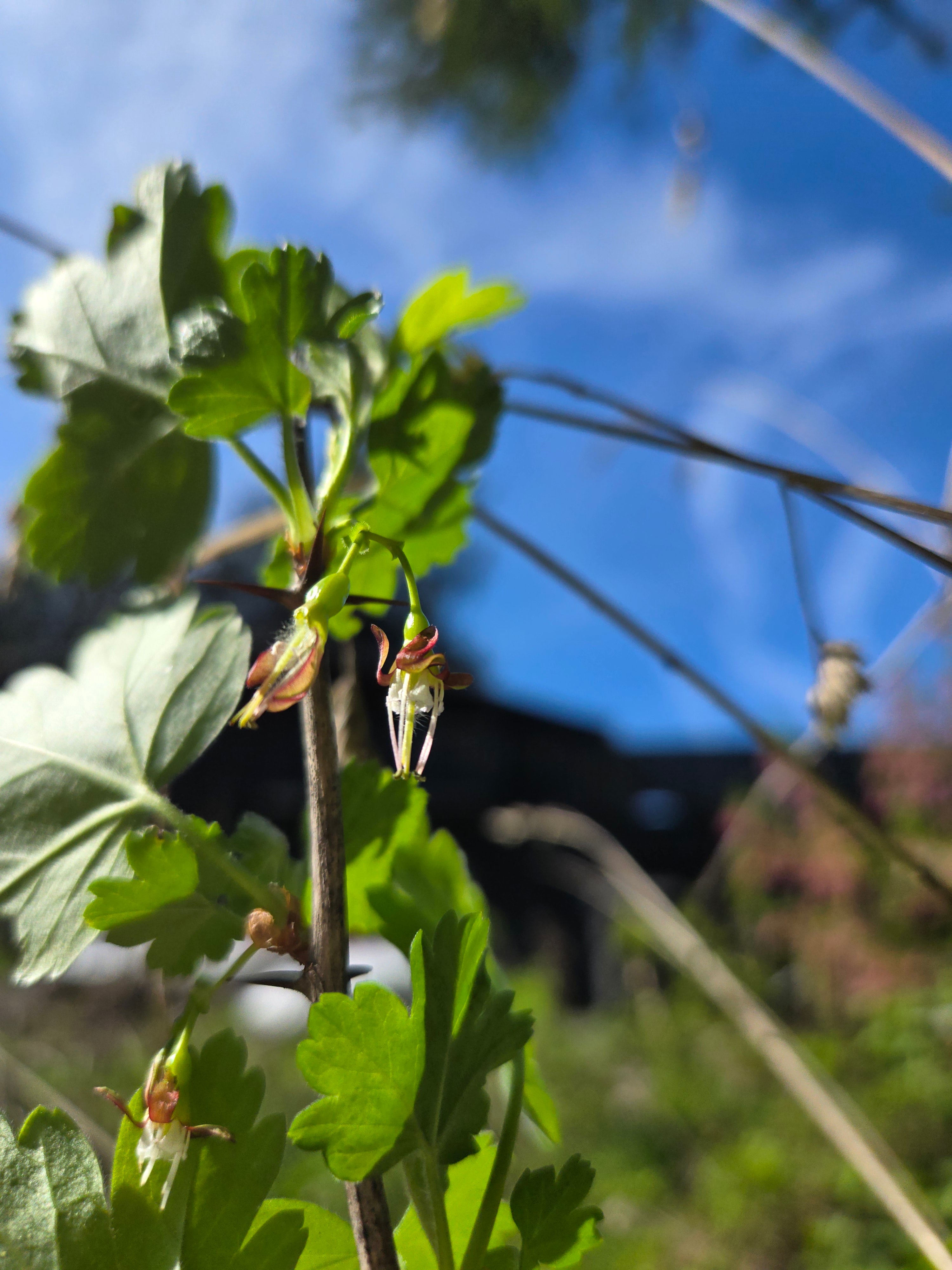Ribes divaricatum