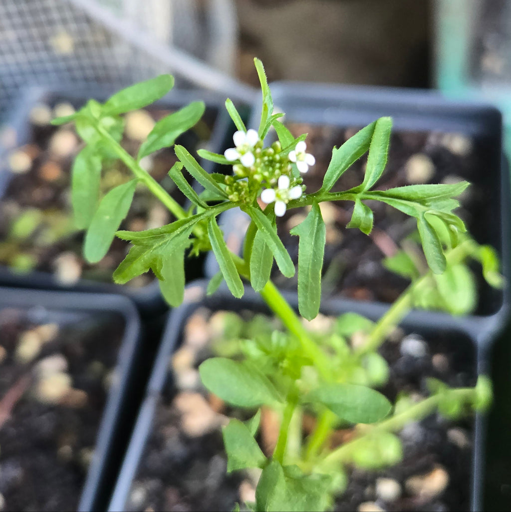 Cardamine pennsylvanica