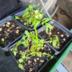 Cardamine pennsylvanica