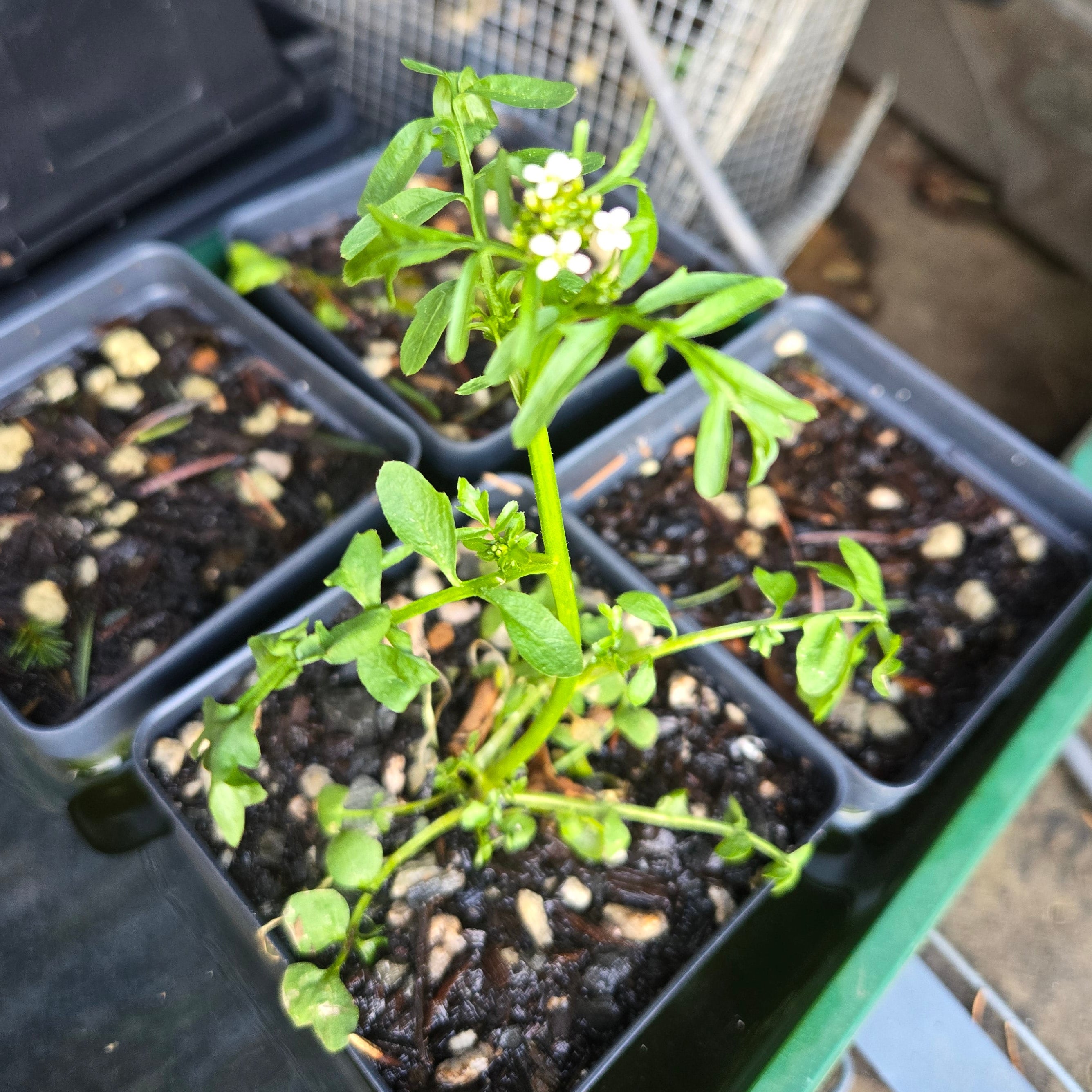Cardamine pennsylvanica