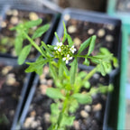 Cardamine pennsylvanica