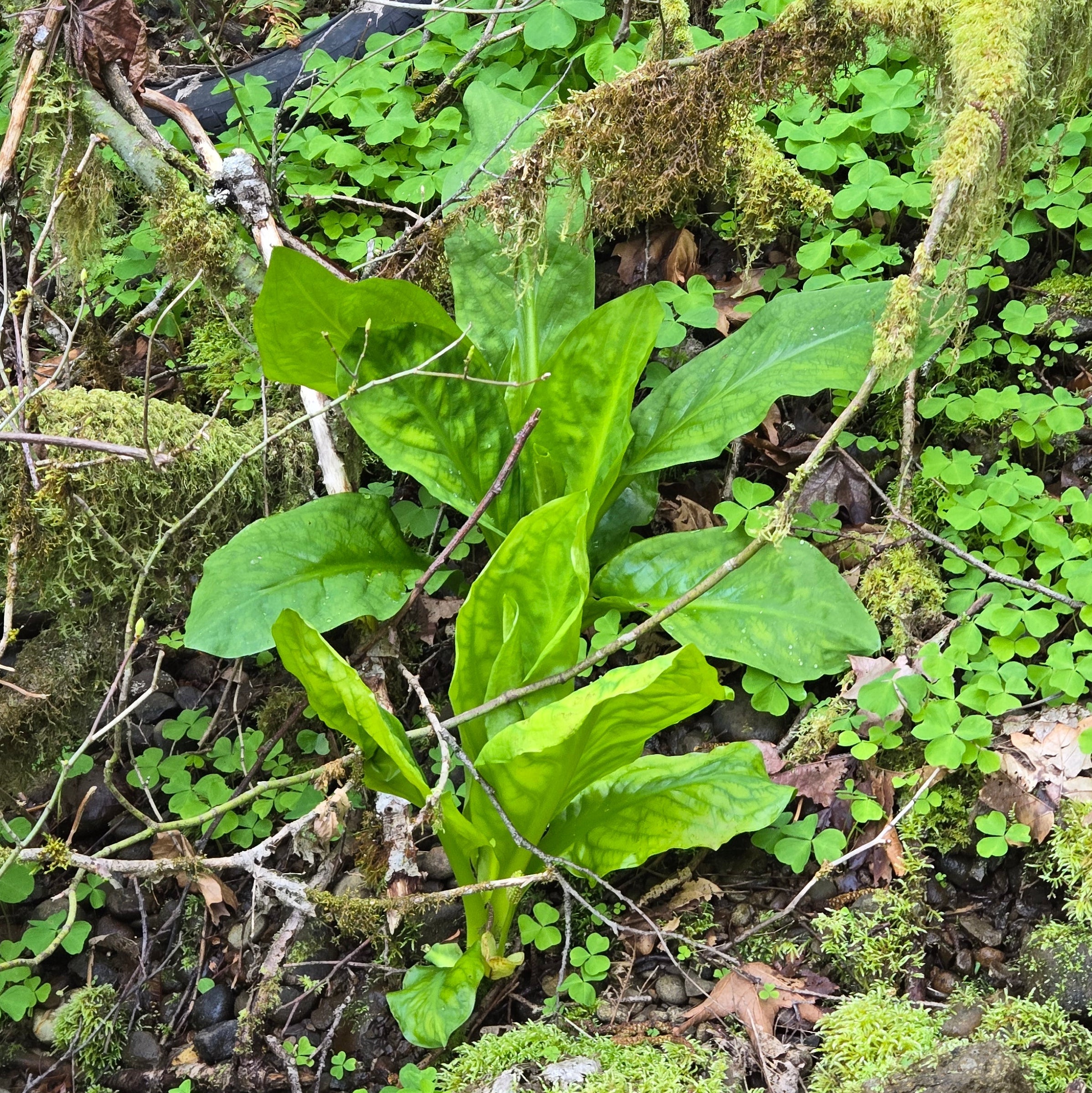 Lysichiton americanus