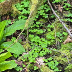 Oxalis trilliifolia