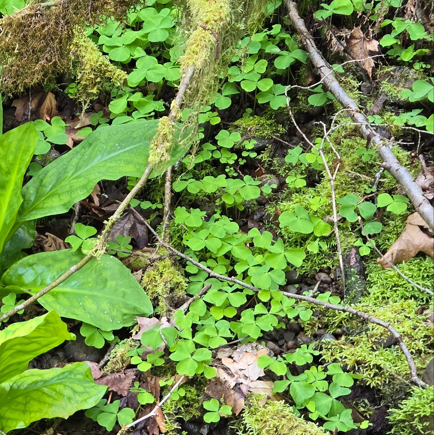 Oxalis trilliifolia