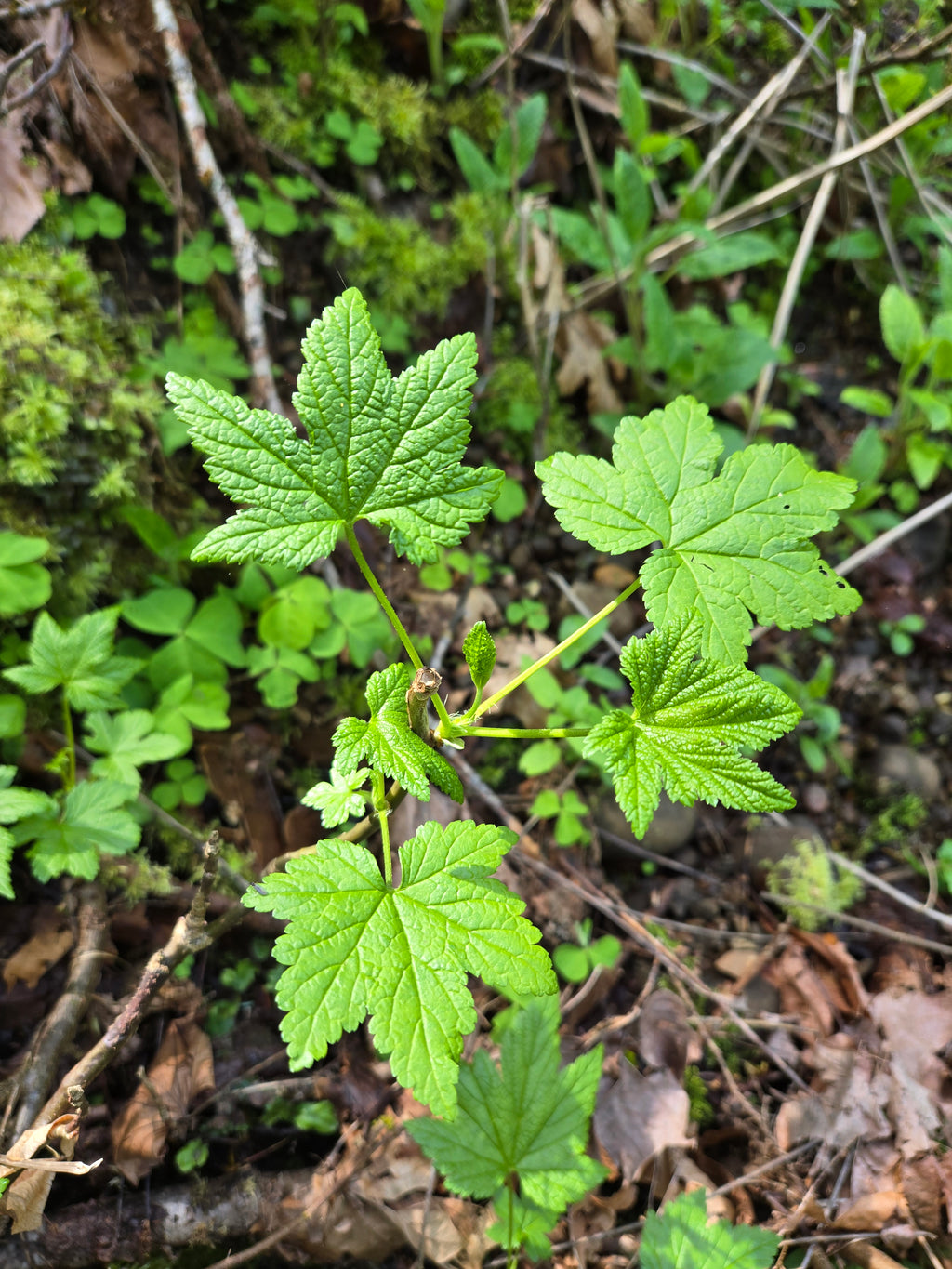 Ribes bracteosum