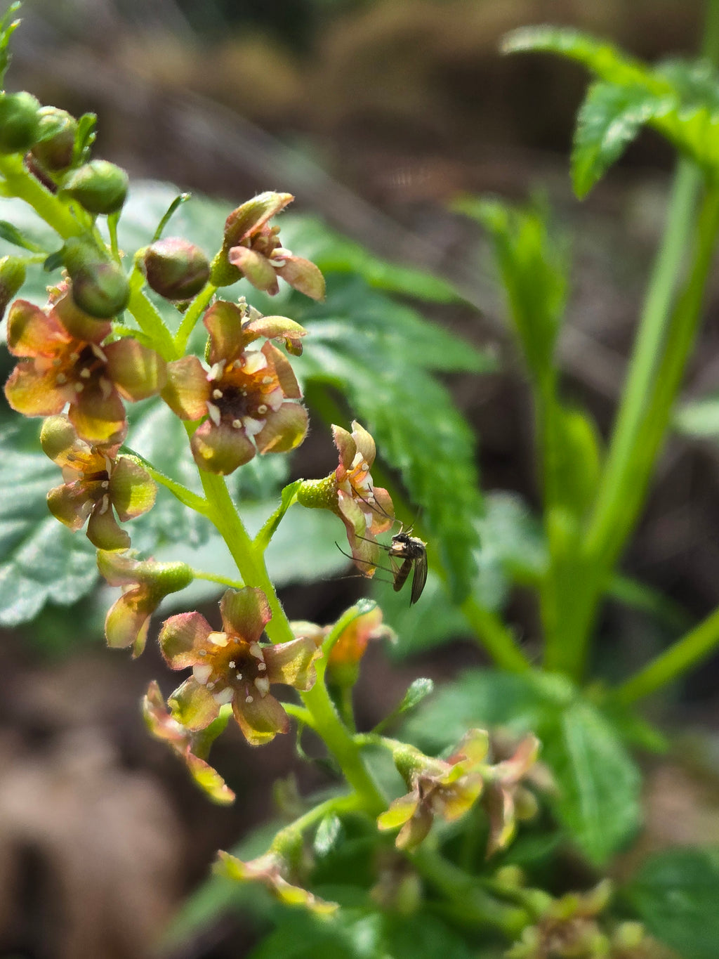Ribes bracteosum