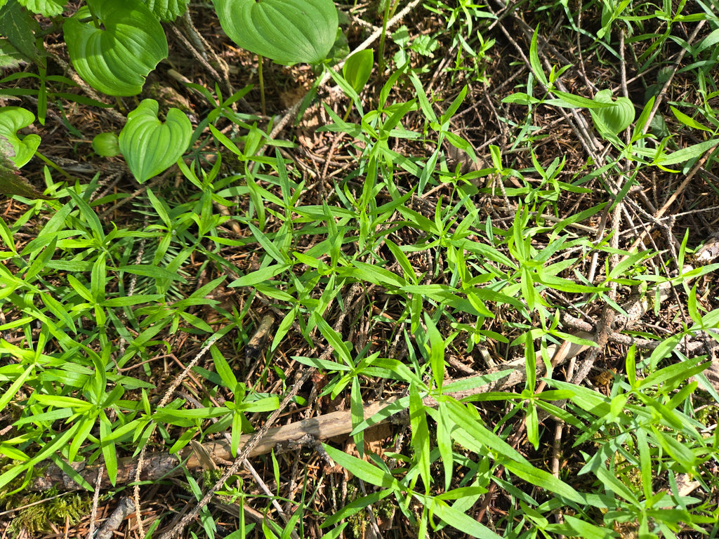 Moehringia macrophylla
