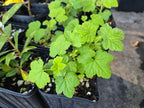 Ribes nevadense