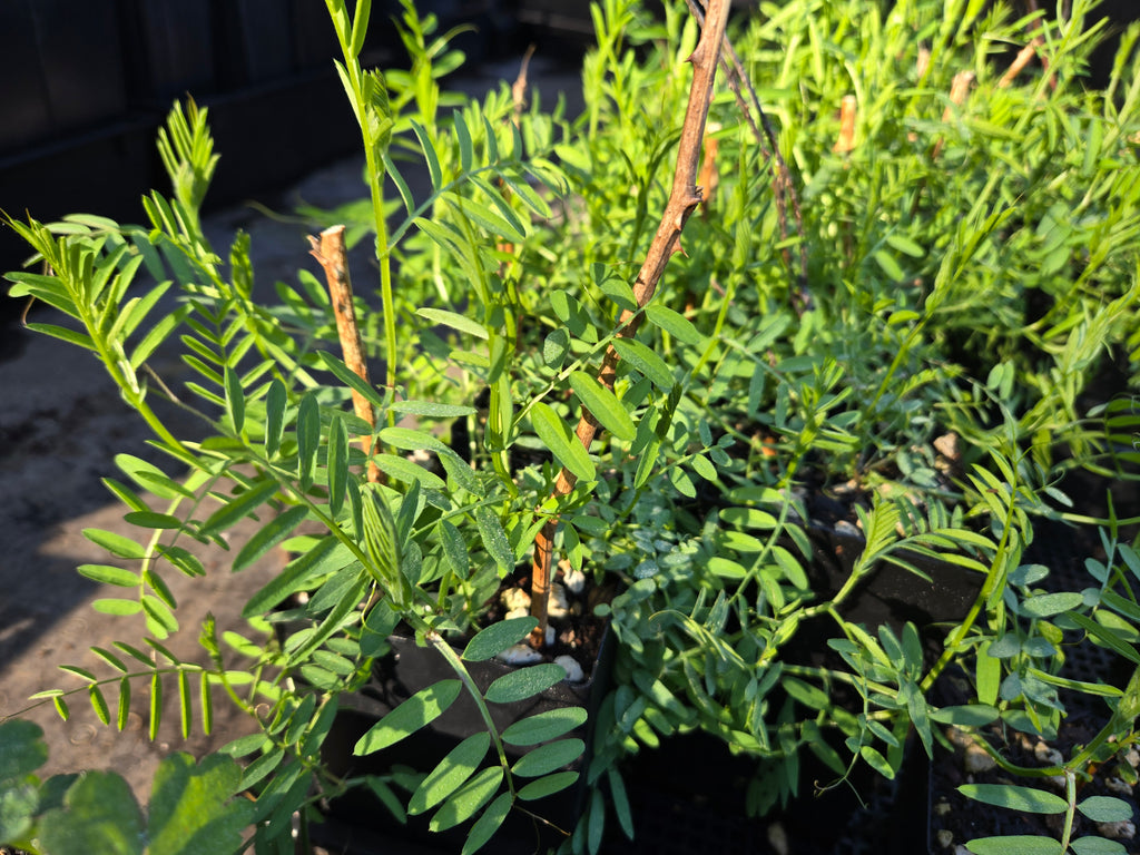 Vicia americana