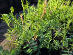 Vicia americana