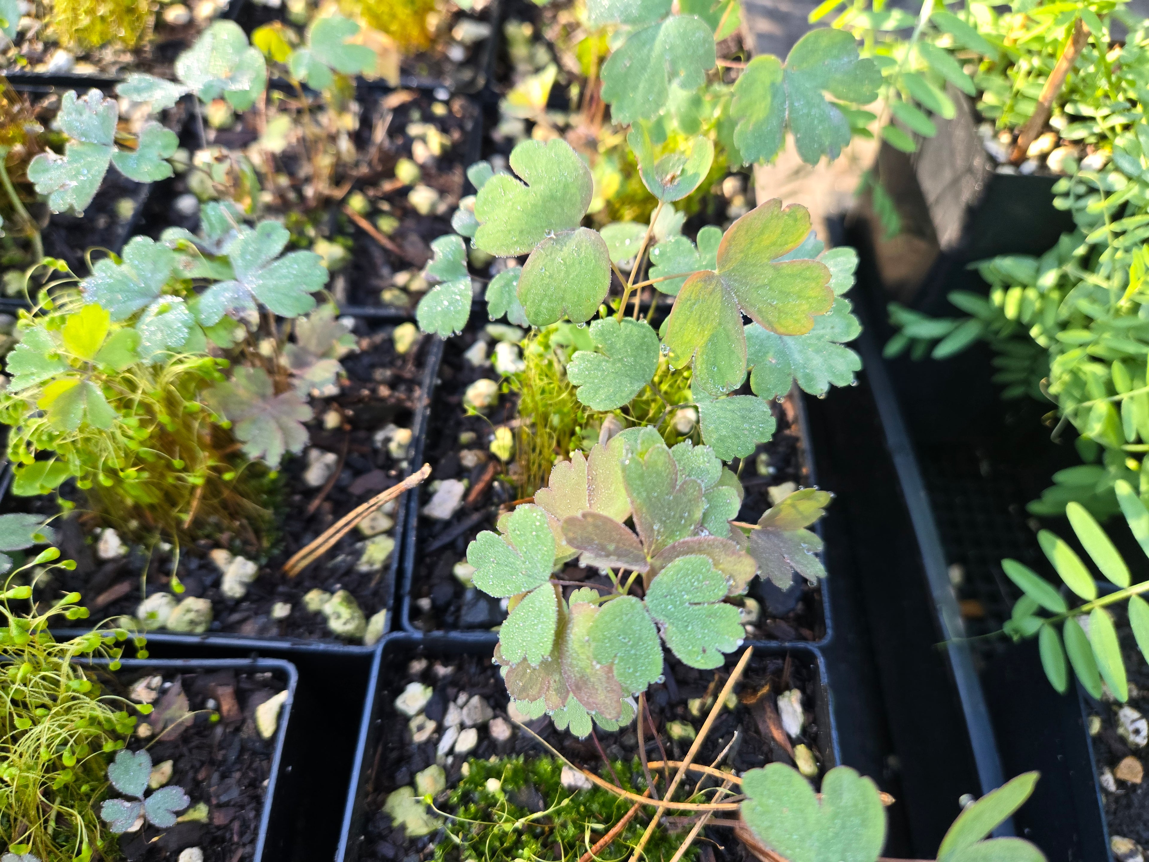 Aquilegia formosa
