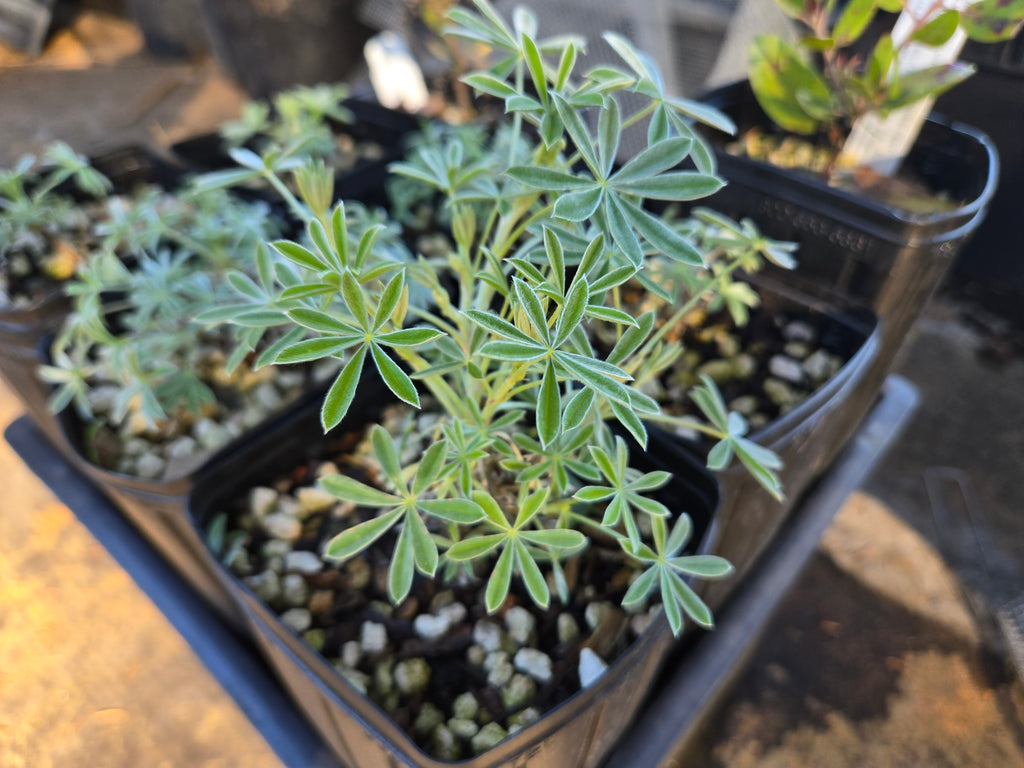 Lupinus albifrons