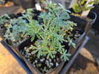 Lupinus albifrons