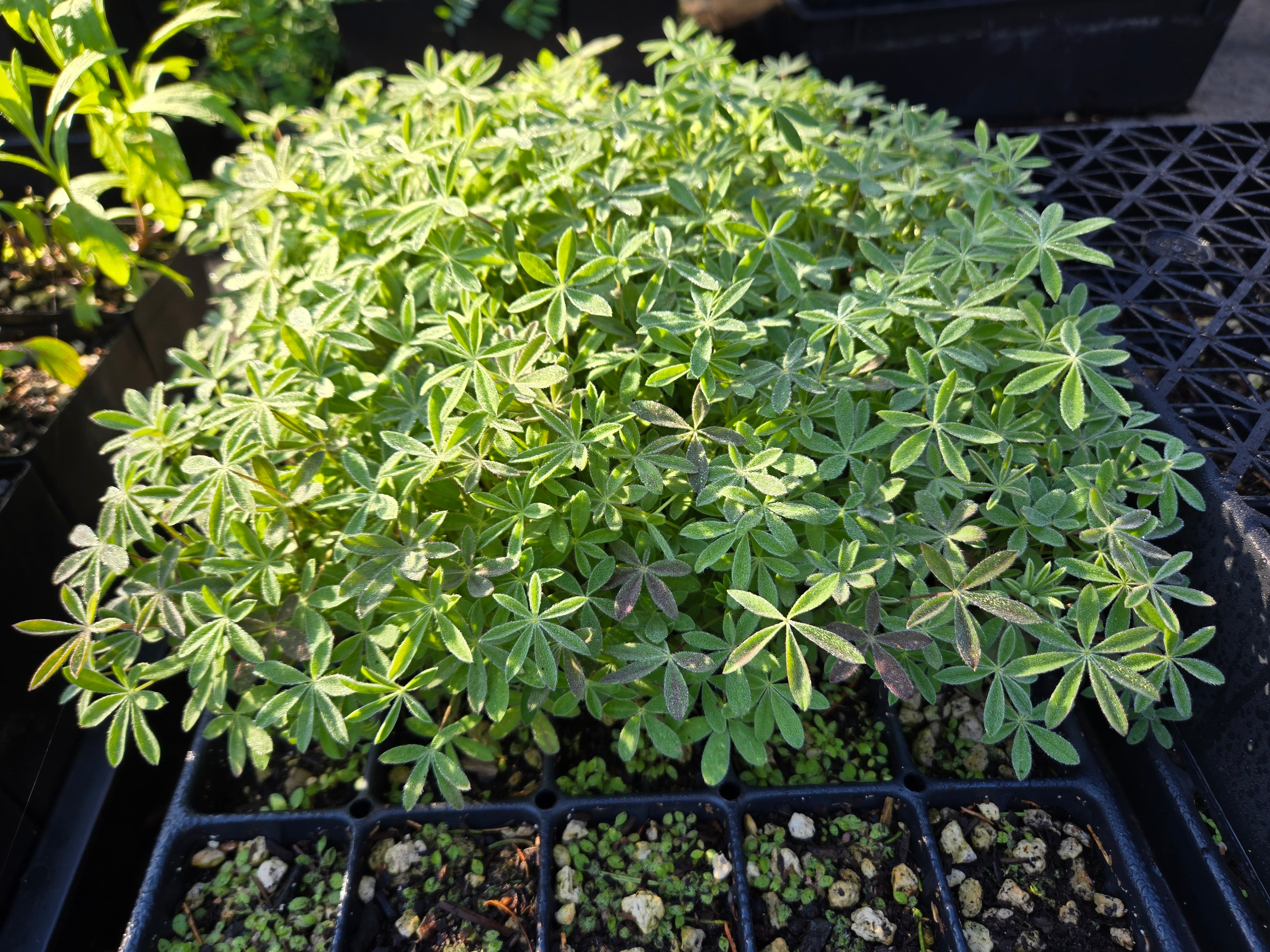 Lupinus albicaulis