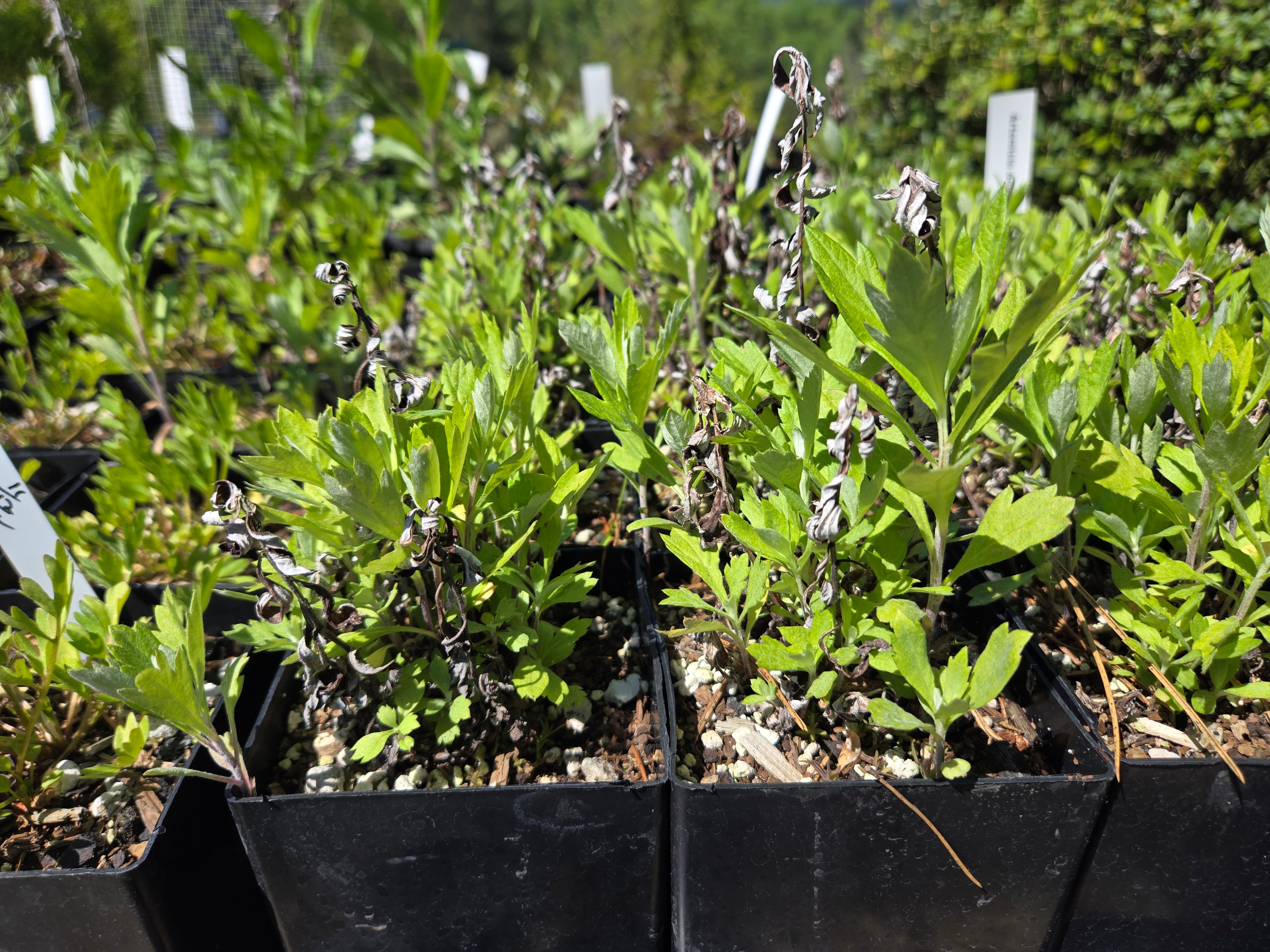 Artemisia douglasiana