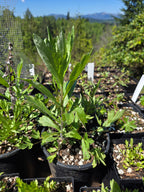 Artemisia douglasiana