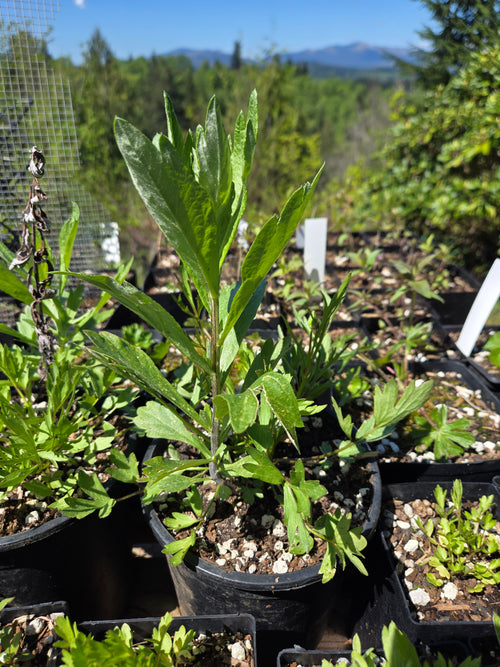 Artemisia douglasiana
