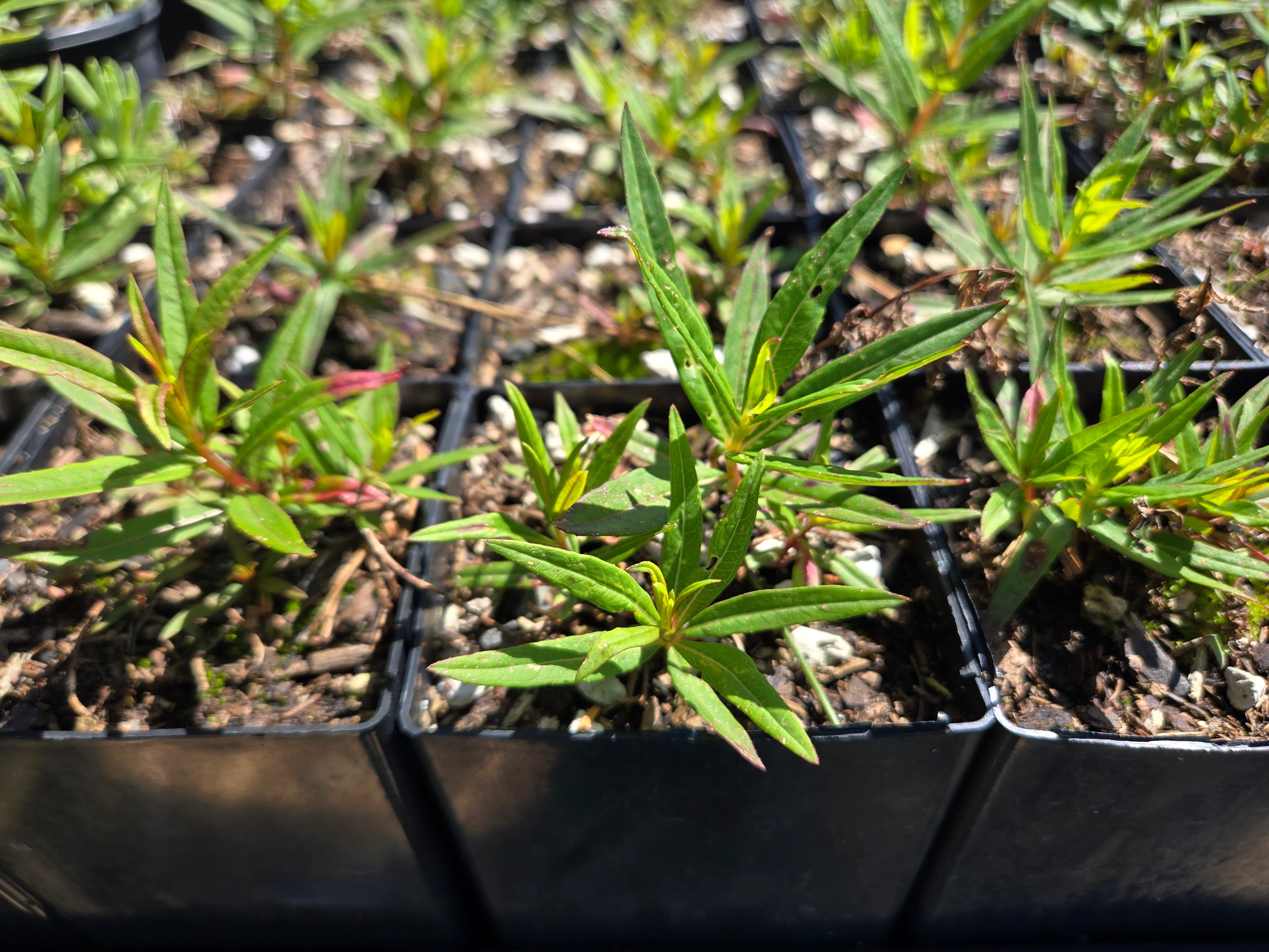 Chamaenerion angustifolium