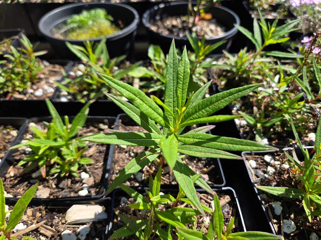 Chamaenerion angustifolium