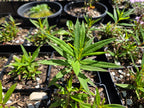 Chamaenerion angustifolium