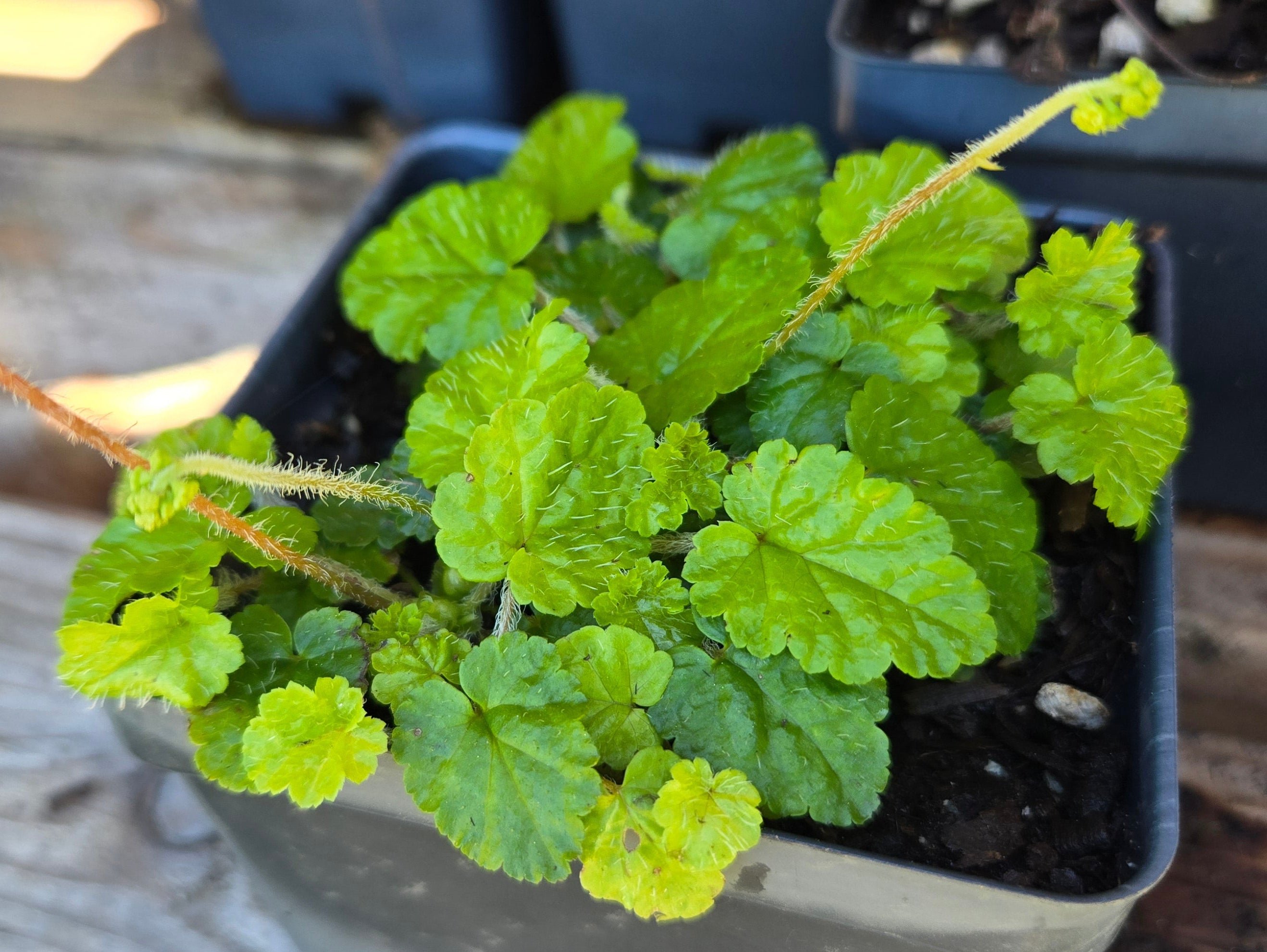 Brewerimitella ovalis