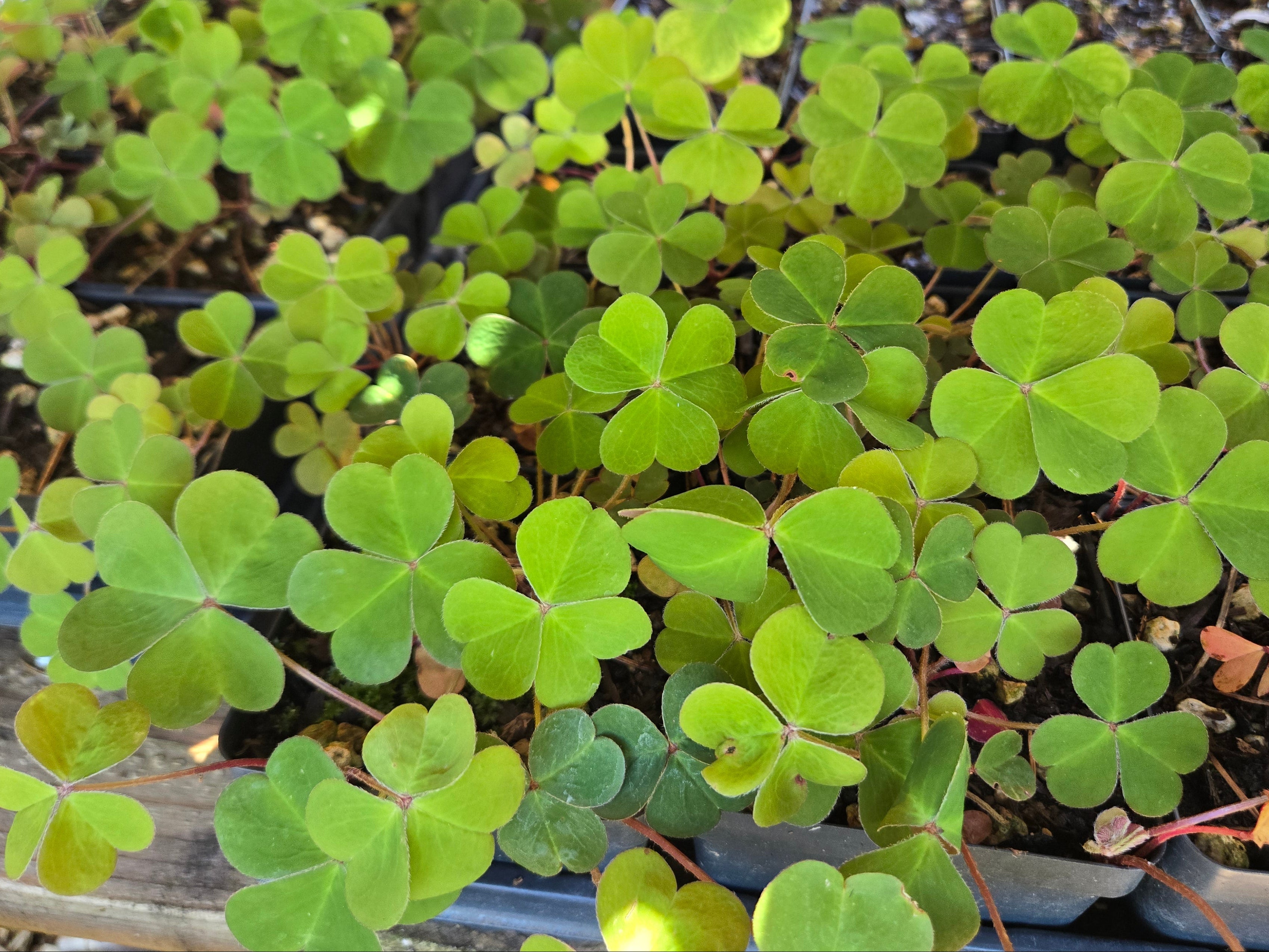 Oxalis oregana