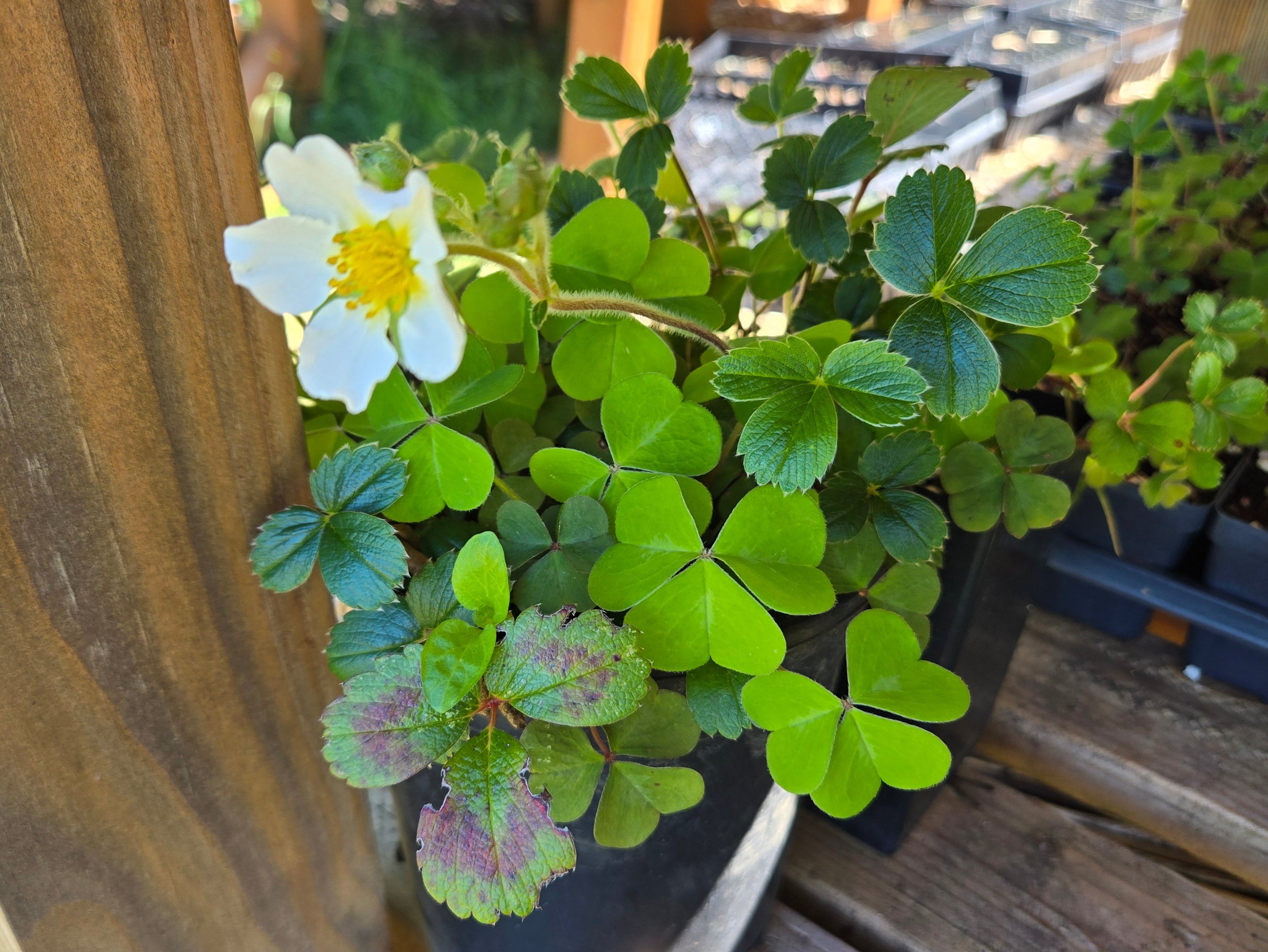 Fragaria chiloensis