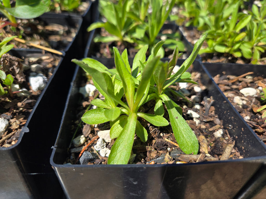 Sericocarpus oregonensis