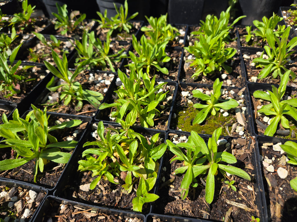 Sericocarpus oregonensis