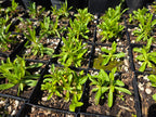 Sericocarpus oregonensis