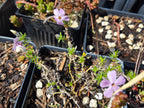 Phlox diffusa