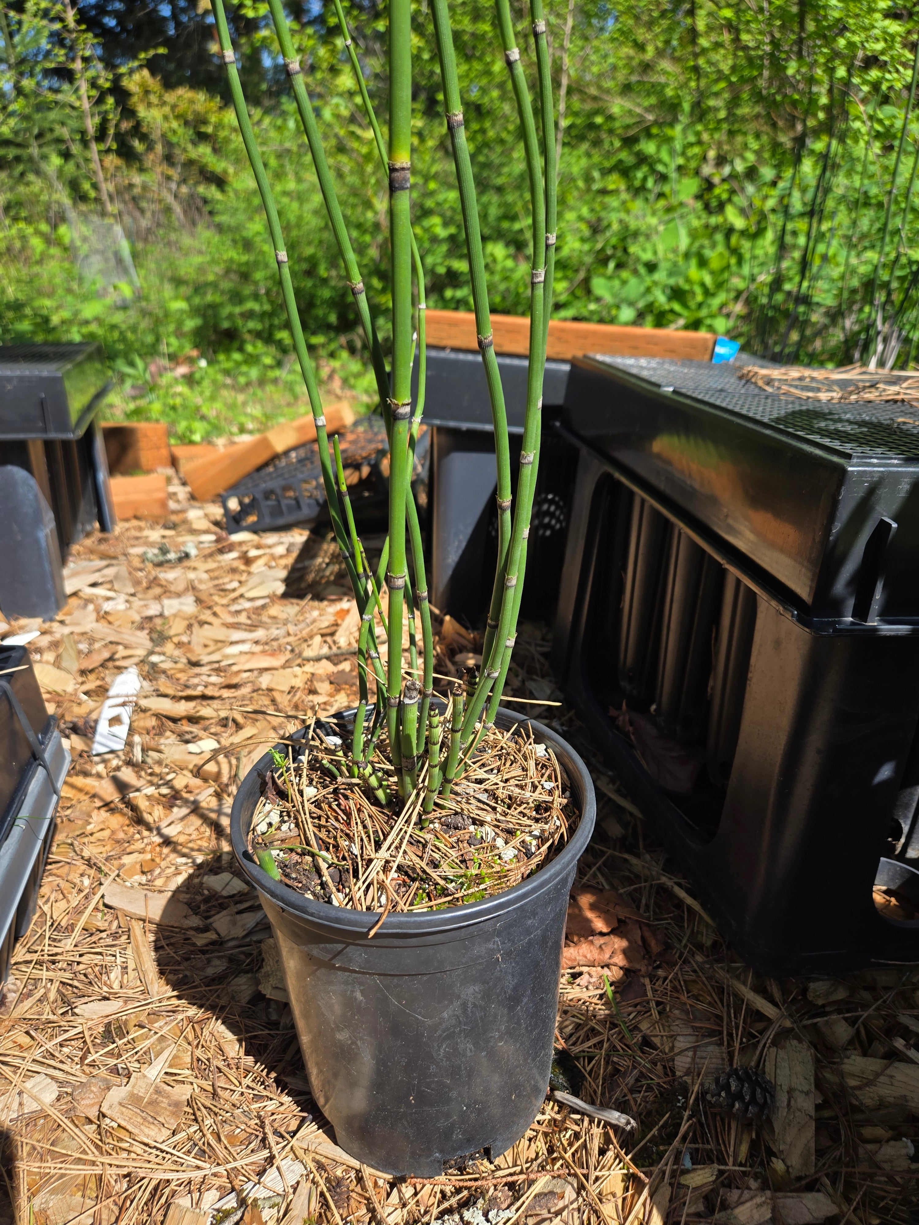 Equisetum hyemale