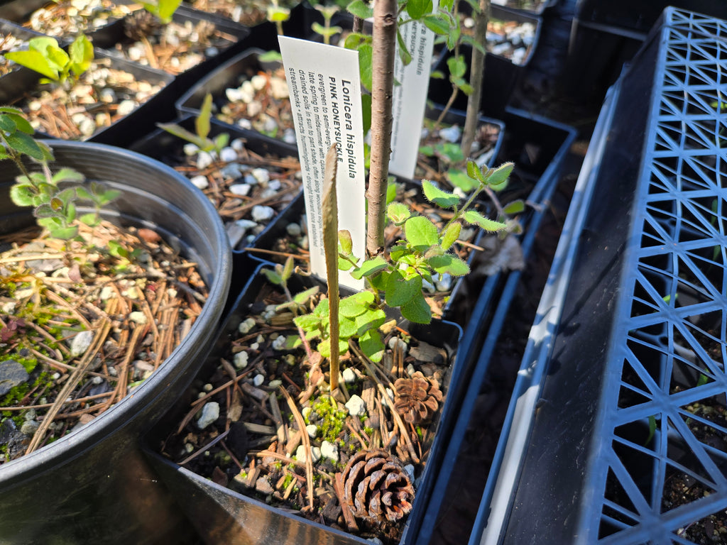 Lonicera hispidula