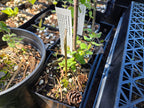 Lonicera hispidula